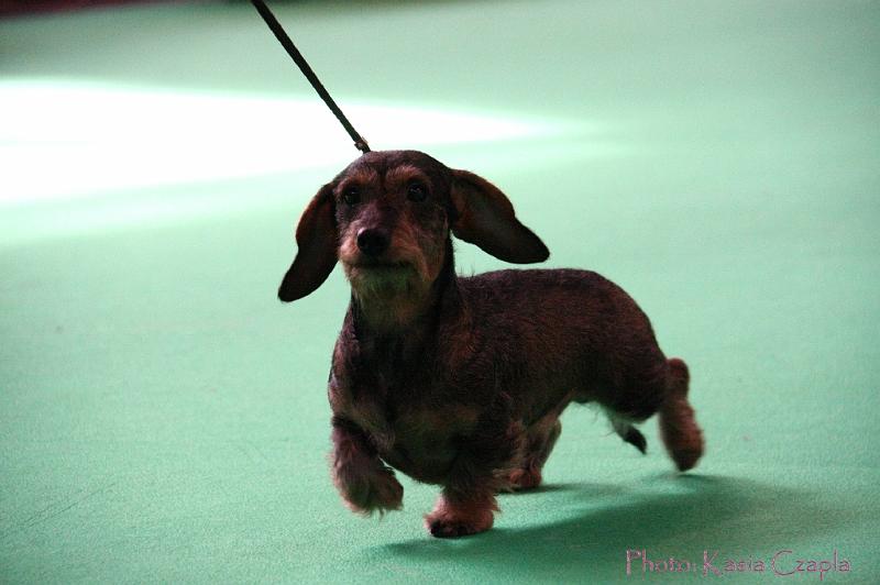 Crufts2011_2 900.jpg